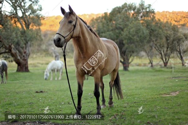 馬
