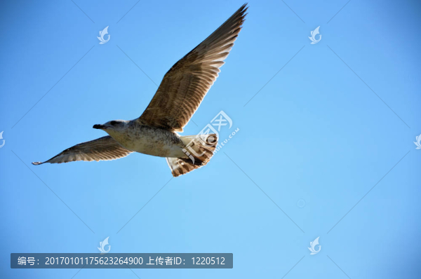 褐海鷗