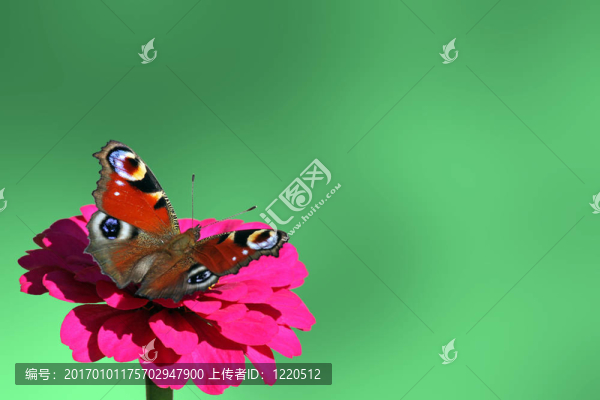 翡翠背景與蝴蝶