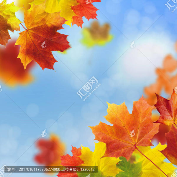 紅黃樹(shù)葉