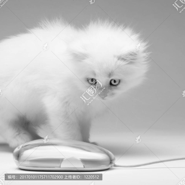 可愛的小白貓和老鼠