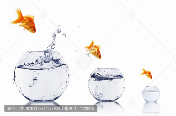 金色的魚在一起