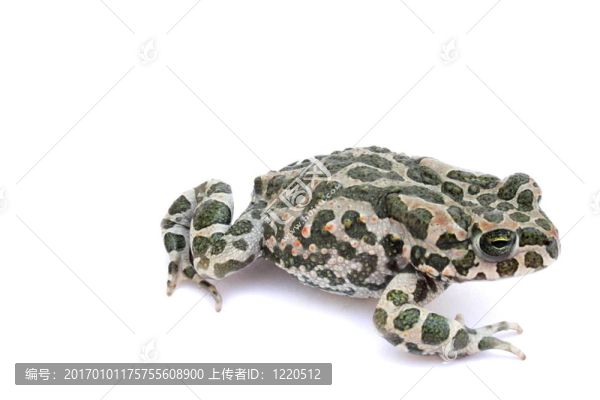 青蛙