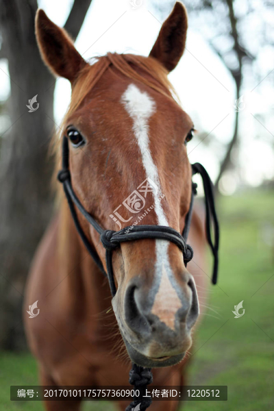 馬