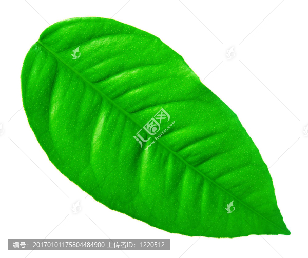 白色背景上的綠葉