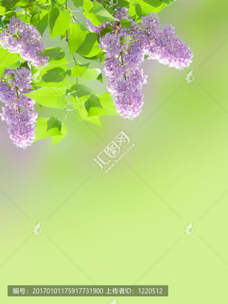 淡紫色的背景