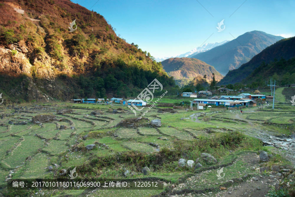 喜馬拉雅山稻田