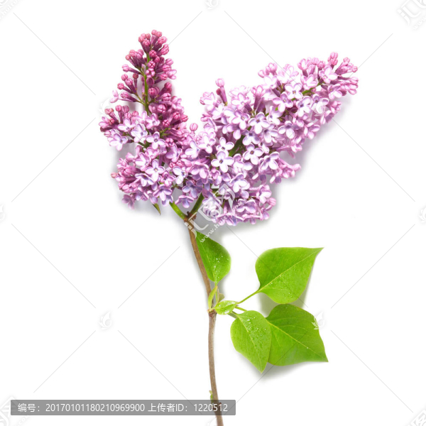 紫丁香樹枝
