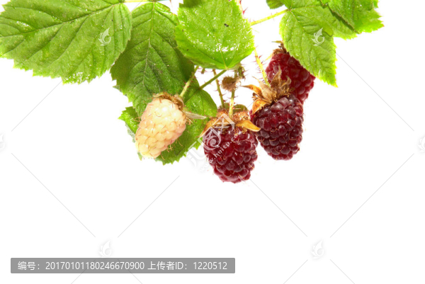 綠葉黑莓