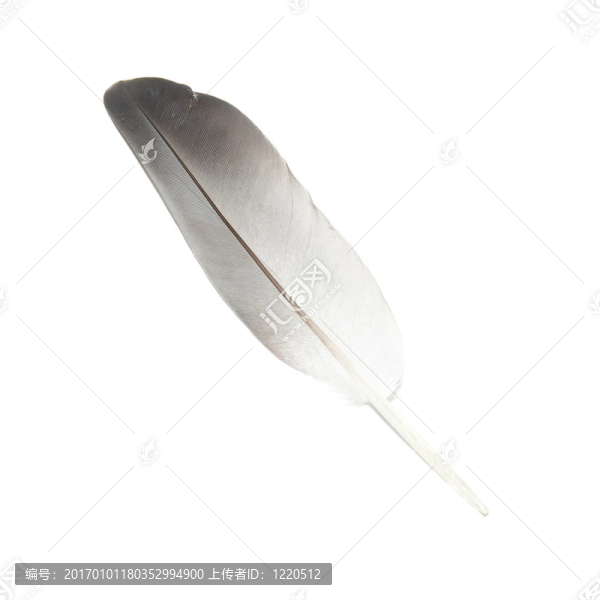 鳥的羽毛