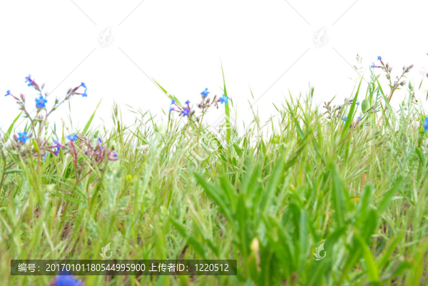 綠花藍花