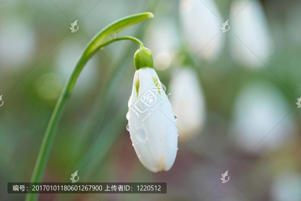 雪花蓮-春天的白色的花