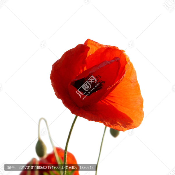 紅罌粟