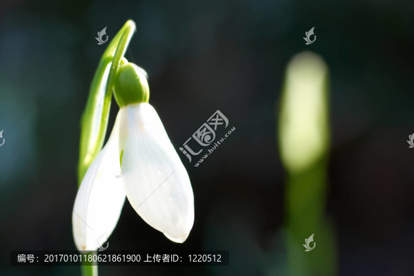 雪花蓮-春天的白色的花
