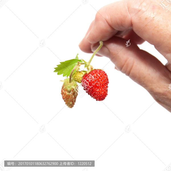 綠草莓-匯圖網(wǎng) www.fosd68.com 綠草莓