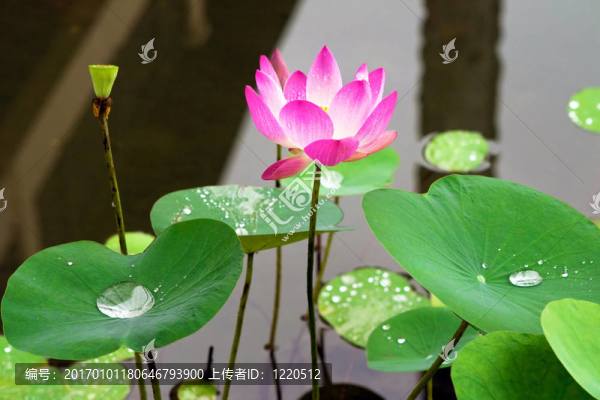 莉莉花粉水