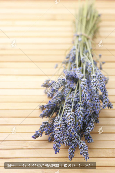 束薰衣草