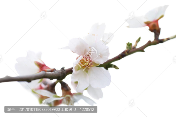 杏仁白的花