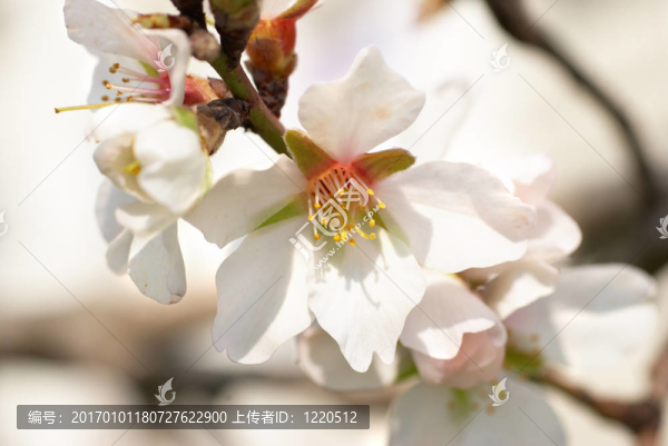杏仁白的花