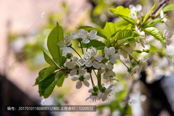 白色的蘋(píng)果花