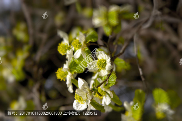 蘋果樹開花