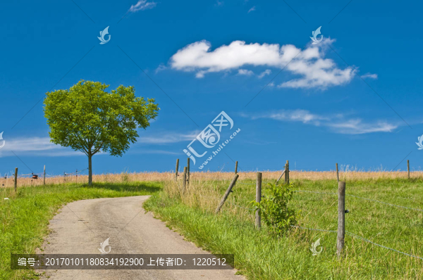 樹(shù)在夏天-匯圖網(wǎng) www.fosd68.com 樹(shù)在夏天