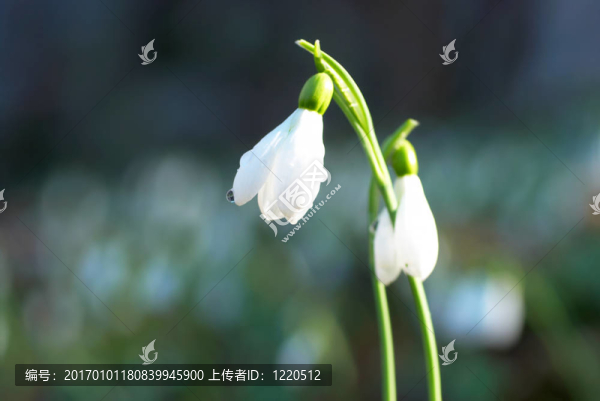 雪花蓮-春天的白色的花