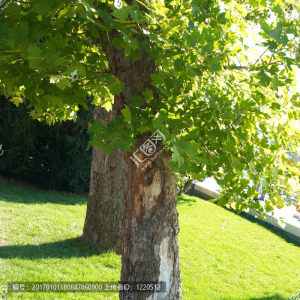 綠色公園-匯圖網(wǎng) www.fosd68.com 綠色公園