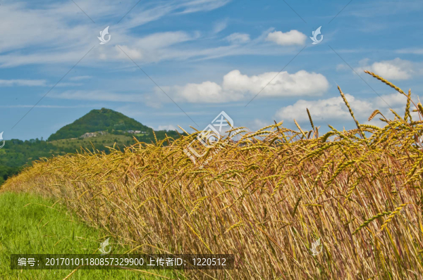 拼寫(xiě)