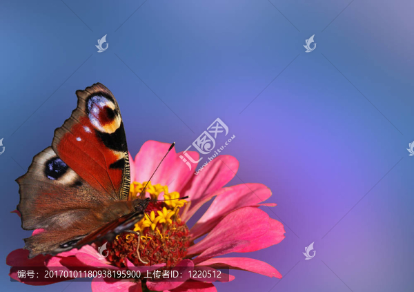 蝴蝶花