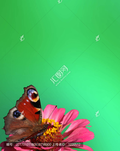 背景與蝴蝶
