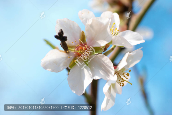 杏仁白的花