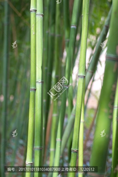 綠色的竹子