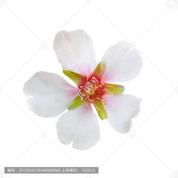 杏仁白的花