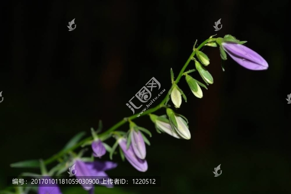 風(fēng)鈴草