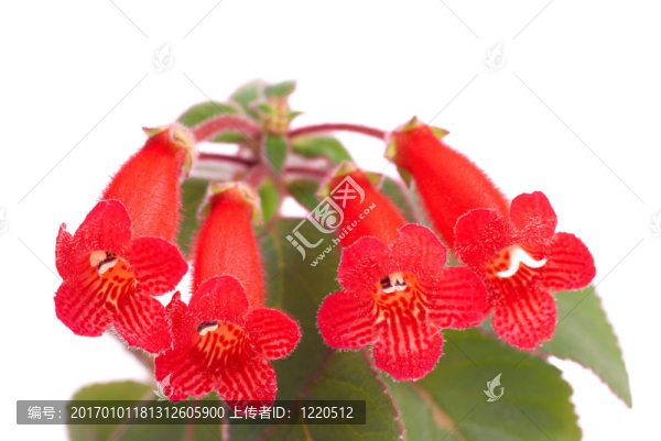 紅色的花（Kohleria,Rongo）
