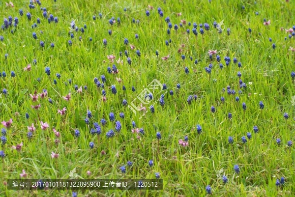 綠色的草hyacinthes
