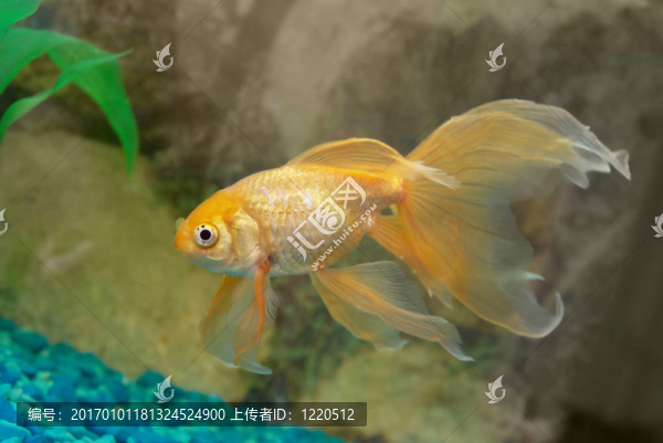 熱帶金魚