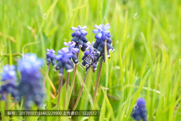 綠色的草hyacinthes