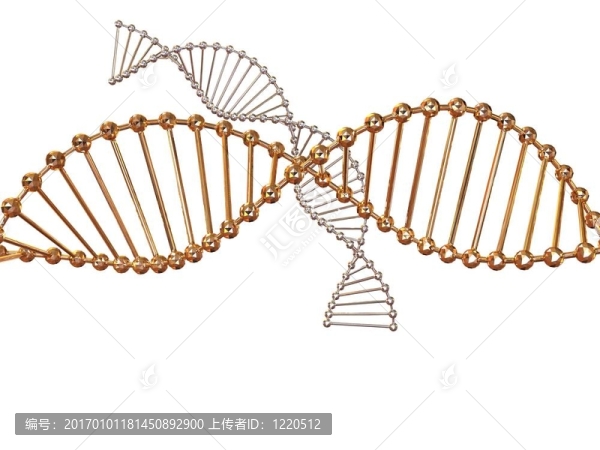 基因在DNA-匯圖網(wǎng) www.fosd68.com 基因在DNA