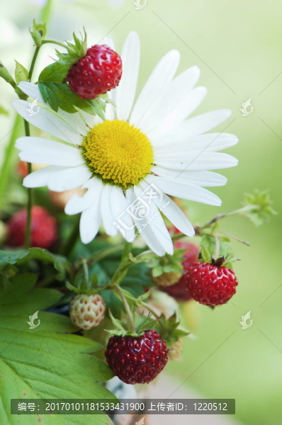 甘菊和野草莓