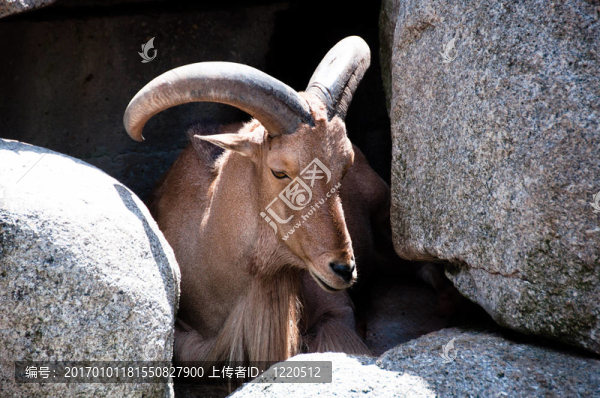 山羊