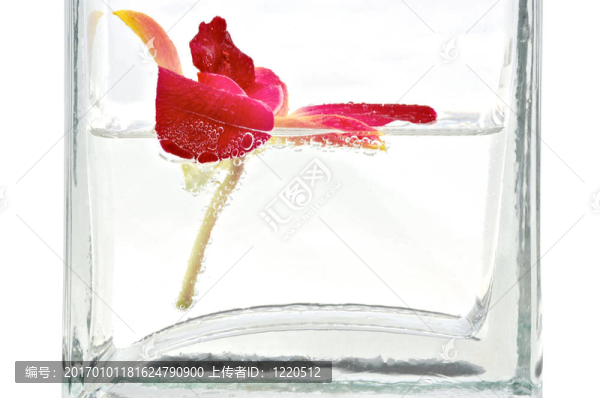 美麗的紅蘭花在玻璃花瓶孤立的白色