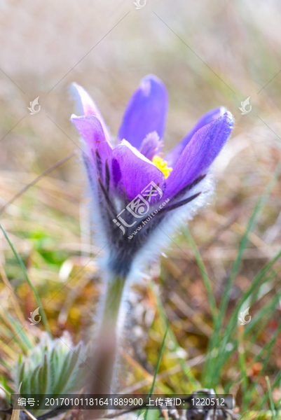 Flower,Pasqueflower（Pulsatilla,patens）