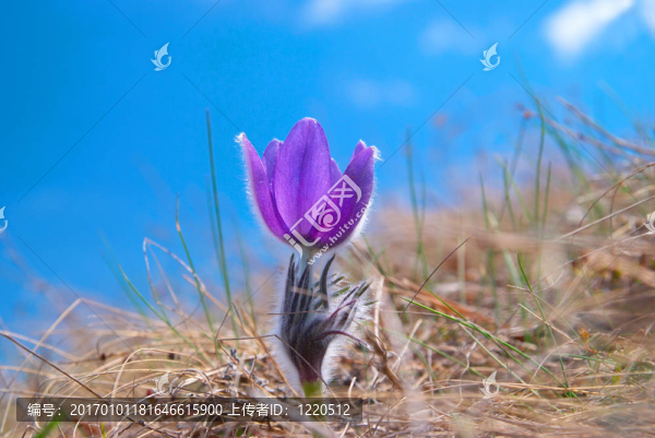 Flower,Pasqueflower（Pulsatilla,patens）