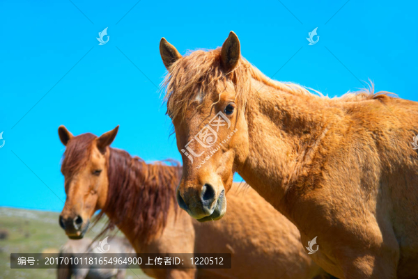 馬群
