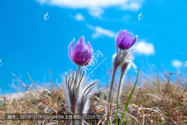 Flower,Pasqueflower（Pulsatilla,patens）