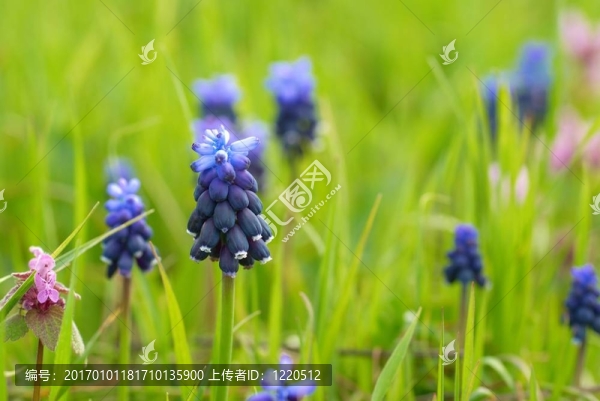 綠色的草hyacinthes