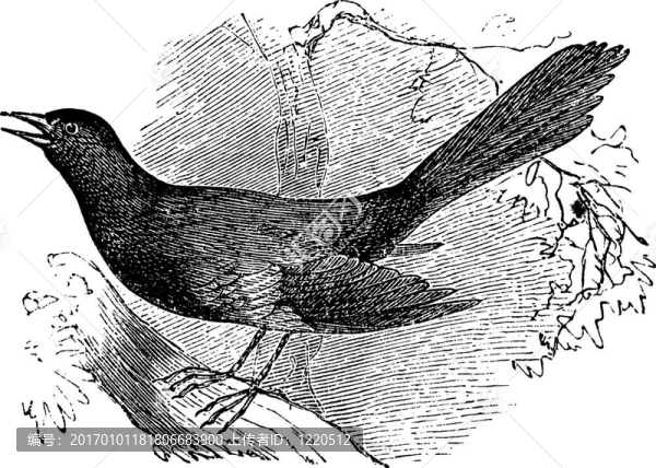 嘲弄的南卡羅來(lái)納州（Mimus,carolinensis）；復(fù)古雕刻