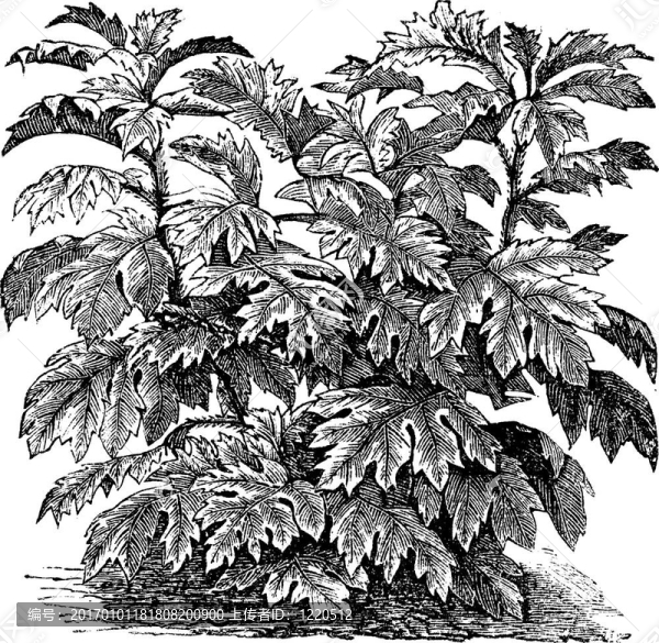 觀賞茄（S.,warscewiczii）或Solanum,bulbocastanum；復(fù)古雕刻